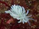 Phyllodesmium serratum