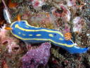 Hypselodoris festiva