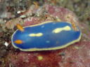 Hypselodoris festiva