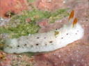 Sclerodoris sp. 3