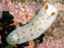 Sclerodoris sp. 3