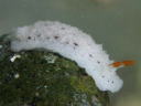 Sclerodoris sp. 3