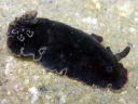 Dendrodoris fumata