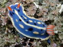 Hypselodoris festiva