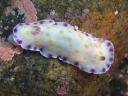 Goniobranchus aureopurpurea