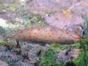 Gymnodoris alba