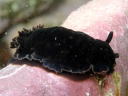 Dendrodoris fumata