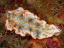 Dermatobranchus ornatus