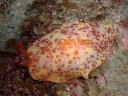 Pleurobranchus peroni