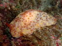 Pleurobranchus peroni