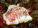 Goniobranchus tinctoria