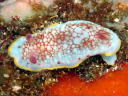 Goniobranchus tinctoria