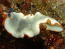 Dermatobranchus albopunctulatus