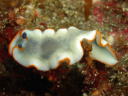 Dermatobranchus albopunctulatus