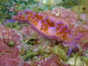 Flabellina rubrolineata