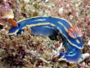 Hypselodoris festiva