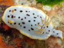 Goniobranchus orientalis