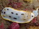 Goniobranchus orientalis