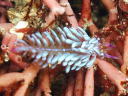 Pteraeolidia ianthina