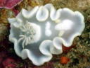 Glossodoris pallida