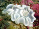 Glossodoris pallida