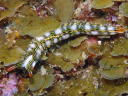 Thuridilla splendens