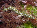 Thuridilla splendens