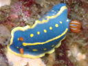 Hypselodoris festiva