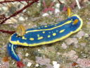 Hypselodoris festiva