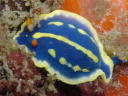 Hypselodoris festiva