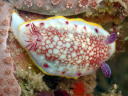 Goniobranchus tinctoria