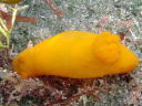 Gymnodoris inornata