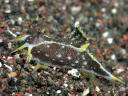 Polycera hedgpethi