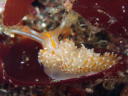 Hermissenda crassicornis