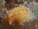 Homoiodoris japonica