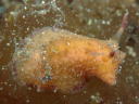 Homoiodoris japonica