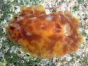 Platydoris sp. 3