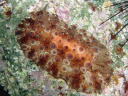 Hoplodoris armata