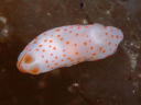 Gymnodoris alba