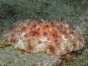 Hoplodoris armata