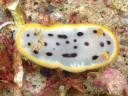 Goniobranchus orientalis