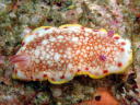 Goniobranchus tinctoria