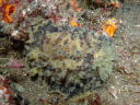 Homoiodoris japonica