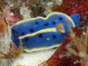 Hypselodoris festiva