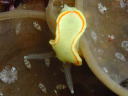 Diaphorodoris mitsuii