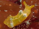 Elysia obtusa