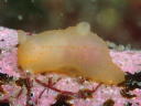 Gymnodoris citrina