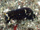 Chelidonura fulvipunctata