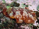 Platydoris ellioti