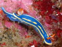 Hypselodoris festiva